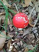 Amanite tue-mouche (Amanita muscaria) (Isere, 2019-10) (2)